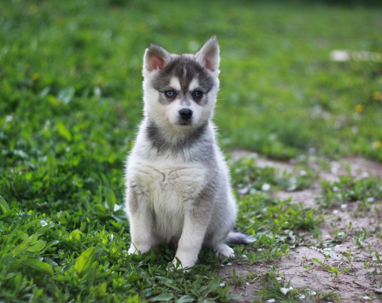 Аляскинский кли Кай метисы