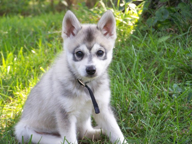 Аляскинский кли-Кай щенки