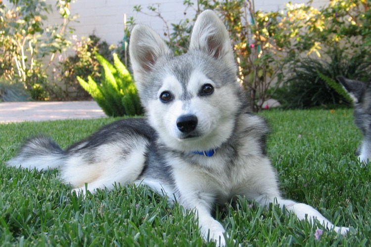 Мини-хаски кли-Кай