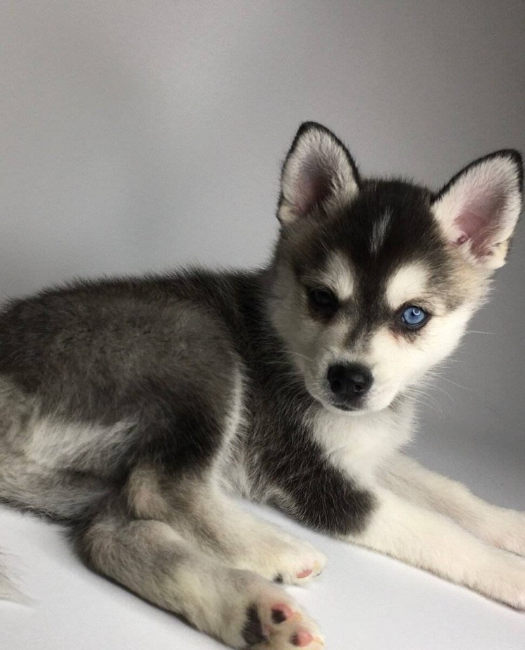 Собака Аляскинский кли Кай