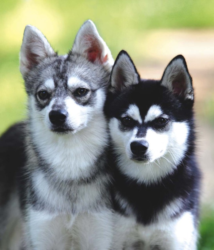 Мини-хаски кли-Кай