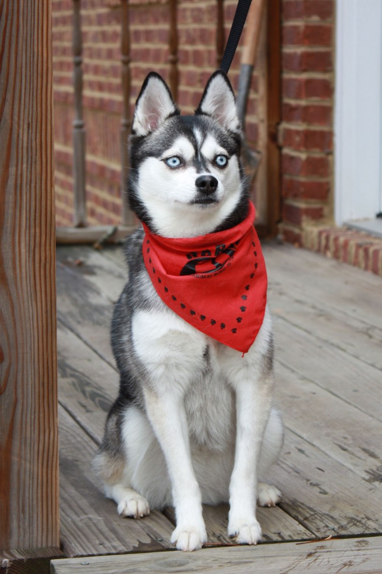 Аляскинский кли-Кай