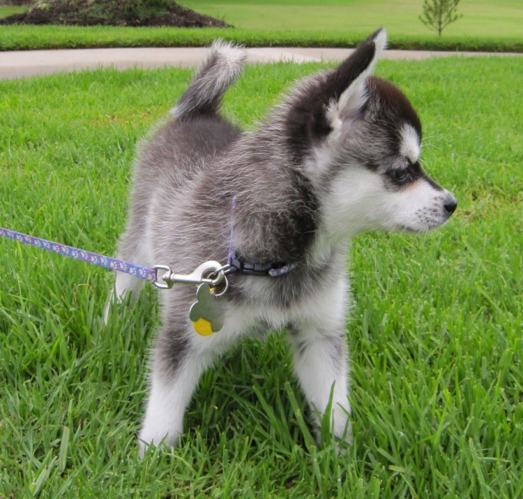 Хаски кли Кай