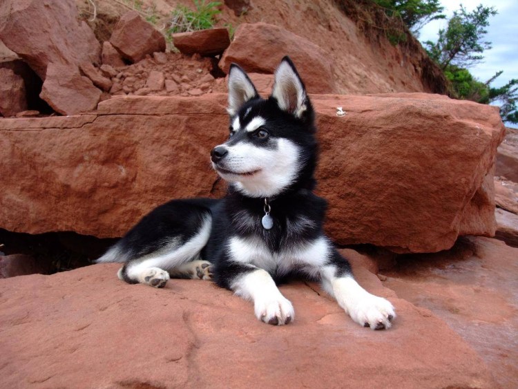 Аляскинский хаски