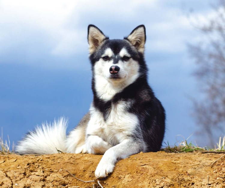 Аляскинский кли Кай мини