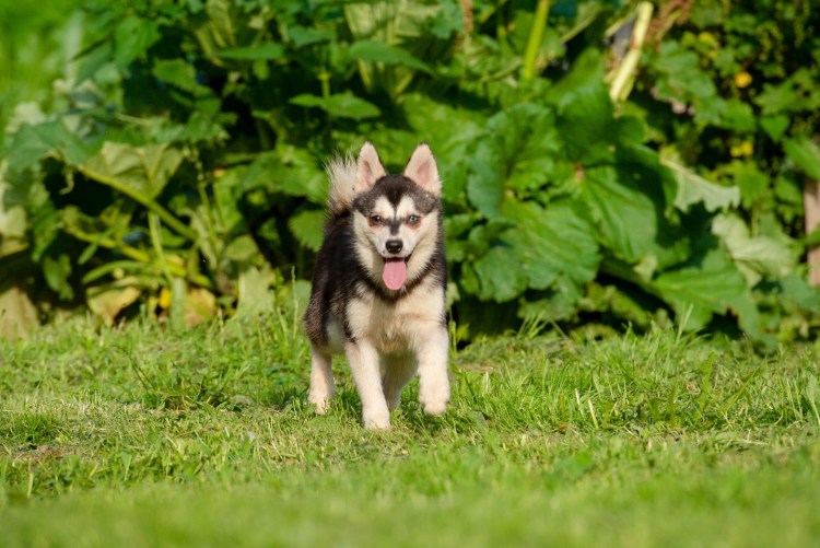 Собака Аляскинский кли Кай