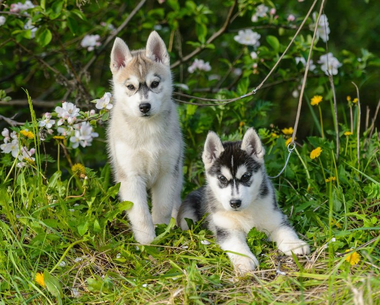 Аляскинский кли Кай взрослый