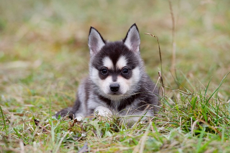 Аляскинский кли-Кай