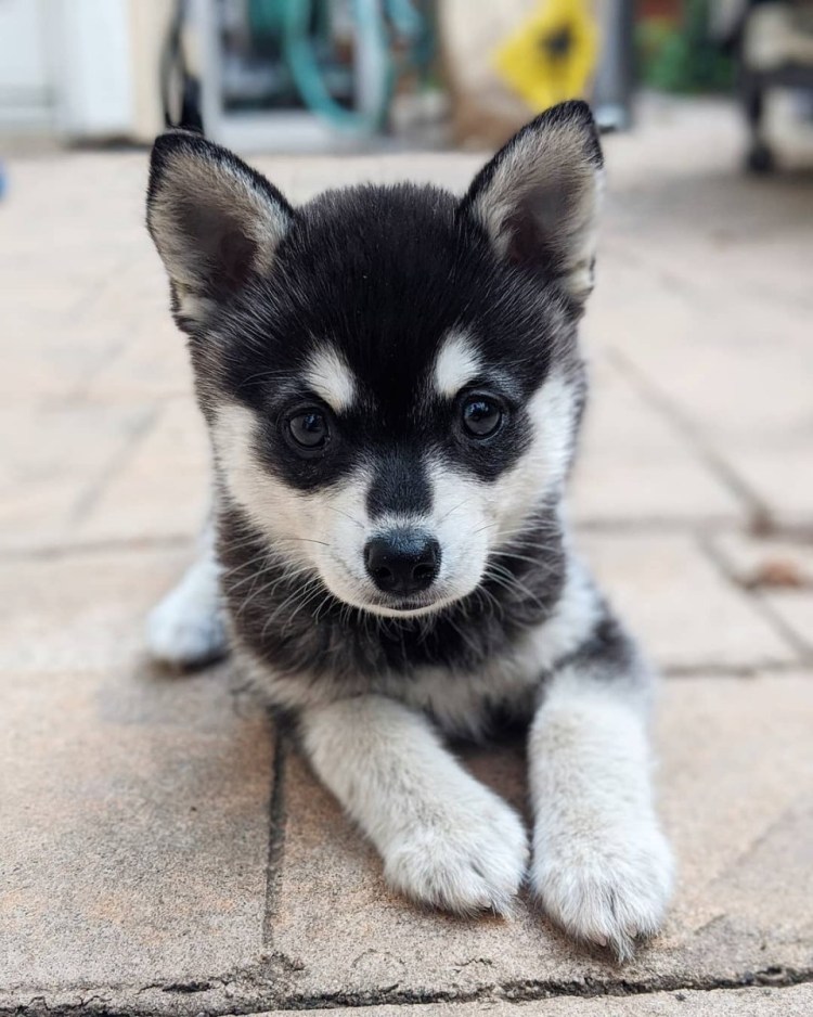 Собака Аляскинский кли Кай