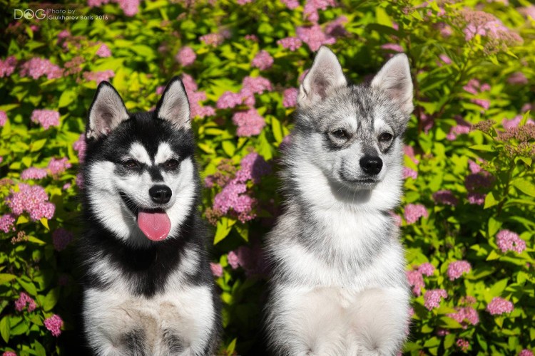 Собака Аляскинский кли Кай