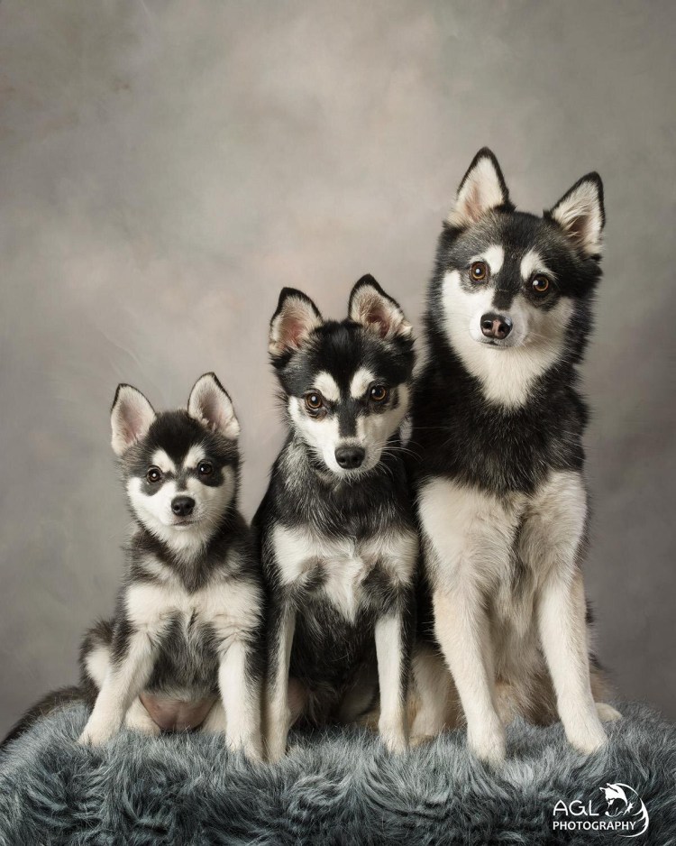 Собака Аляскинский кли Кай