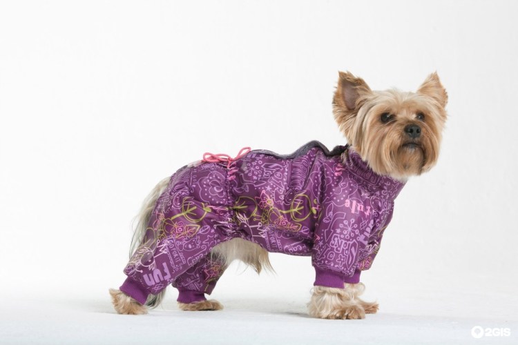 Комбинезон "Аляска" голубая XL (35-40 см) Пекинес, Мопс ZT-607 XL