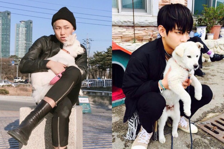 БТС собака Чимина