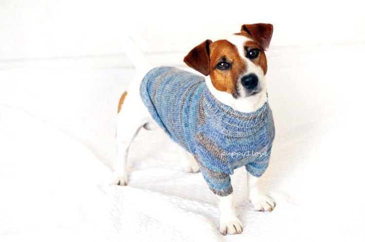 Вязаная жилетка для собаки Джек Рассел
