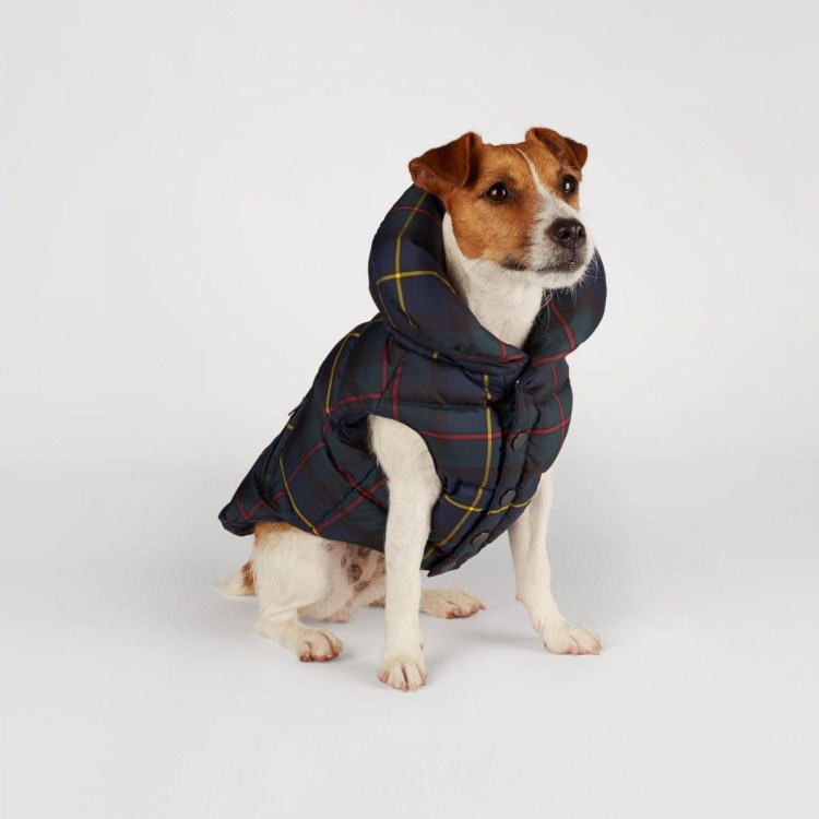 Зимняя попона для Джек Рассел терьера