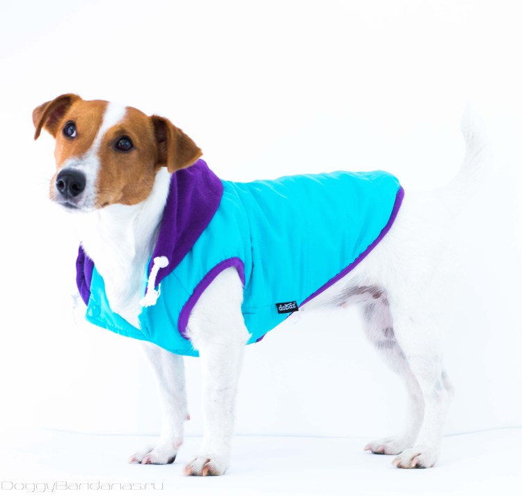 Зимняя попона для Джек Рассел терьера