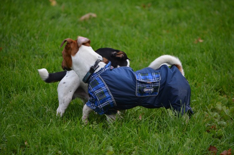 Зимняя попона для Джек Рассел терьера