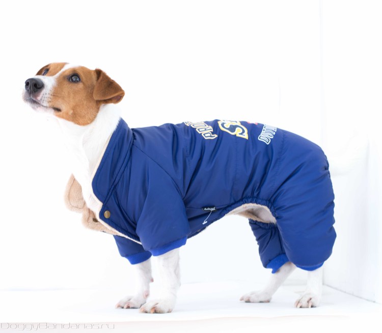 Зимняя попона для Джек Рассел терьера
