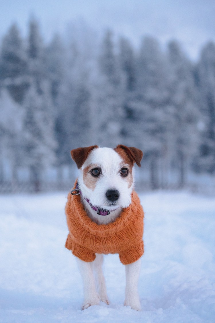 Джек Рассел