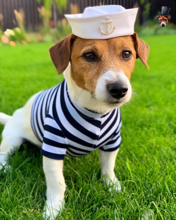 Джек Рассел терьер в тельняшке