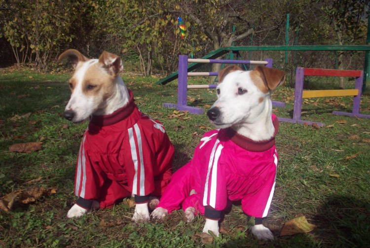 Шуба для Джек Рассел терьера