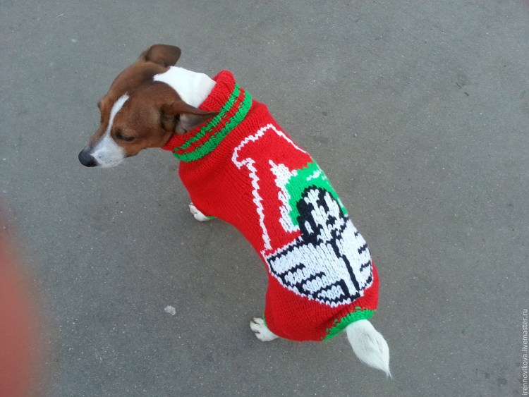 Зимняя попона для Джек Рассел терьера