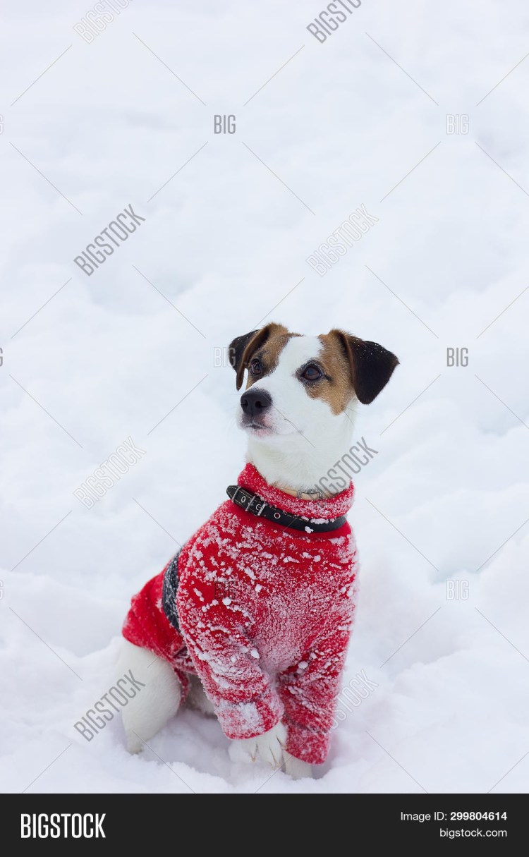 Тузик Джек Рассел зимний