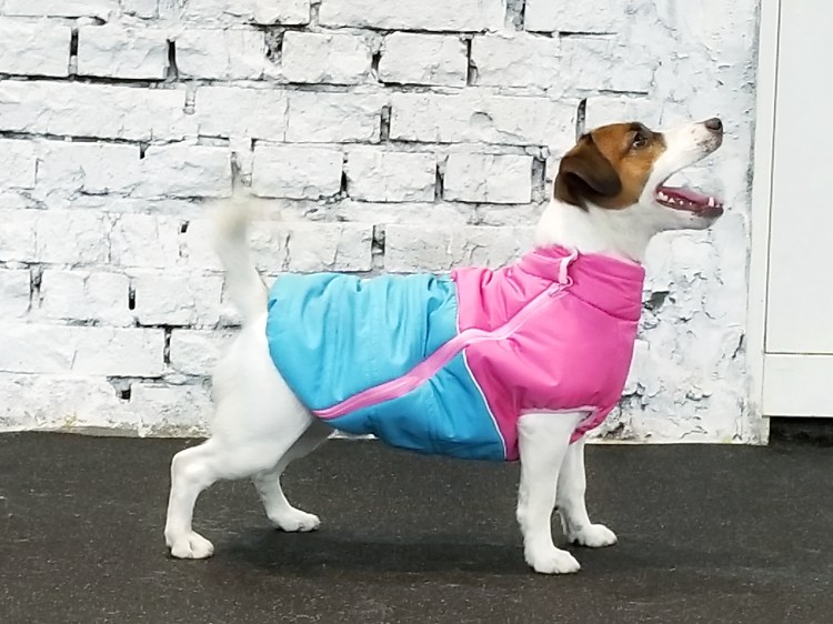 Жилетка для собак Джек Рассел