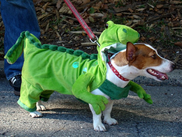 Костюм для Джек Рассел терьера