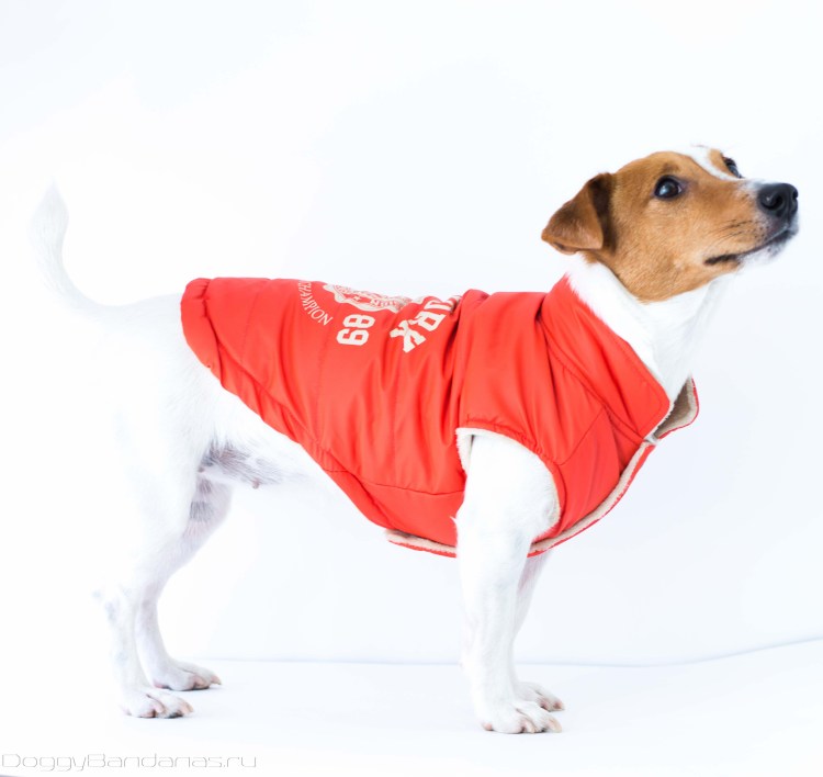 Попона для Джек Рассел терьера