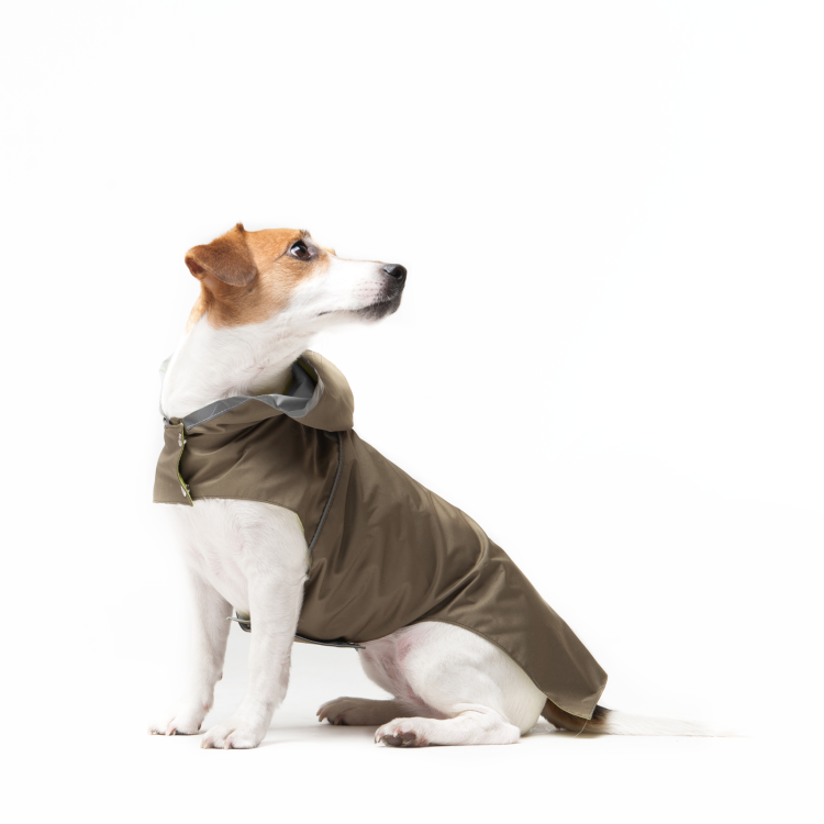 Дождевик для Джек Рассела