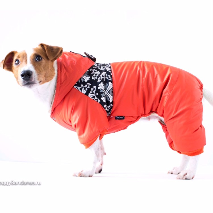 Комбез на Джек Рассела