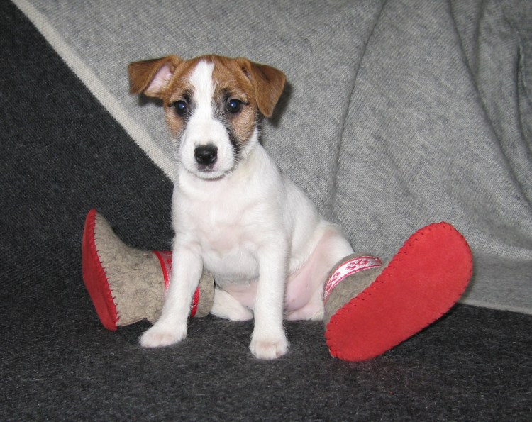 Коктейль Данило Джек Рассел