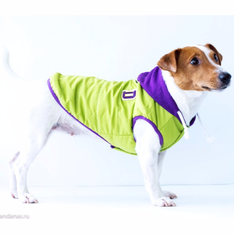 Дождевик для Джек Рассела