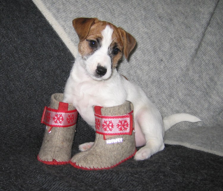 Ботинки для Джек Рассел терьера