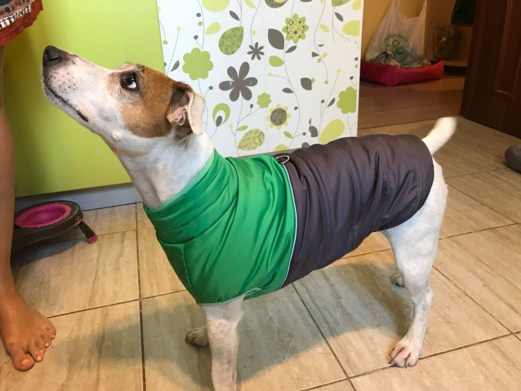 Жилетка для собак Джек Рассел