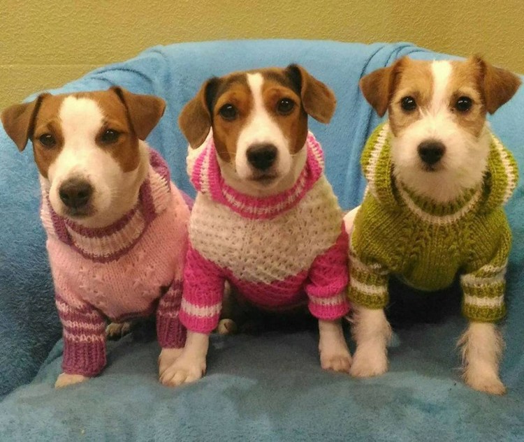 Джек Рассел терьер в свитере