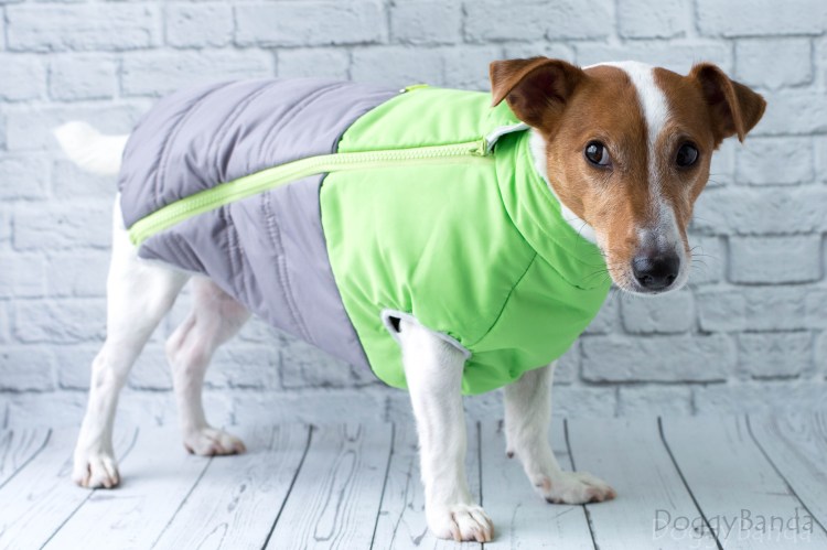 Попона для Джек Рассел терьера