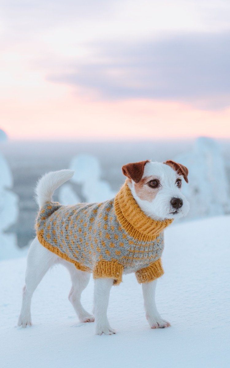 Одежда для Джек Рассел терьера