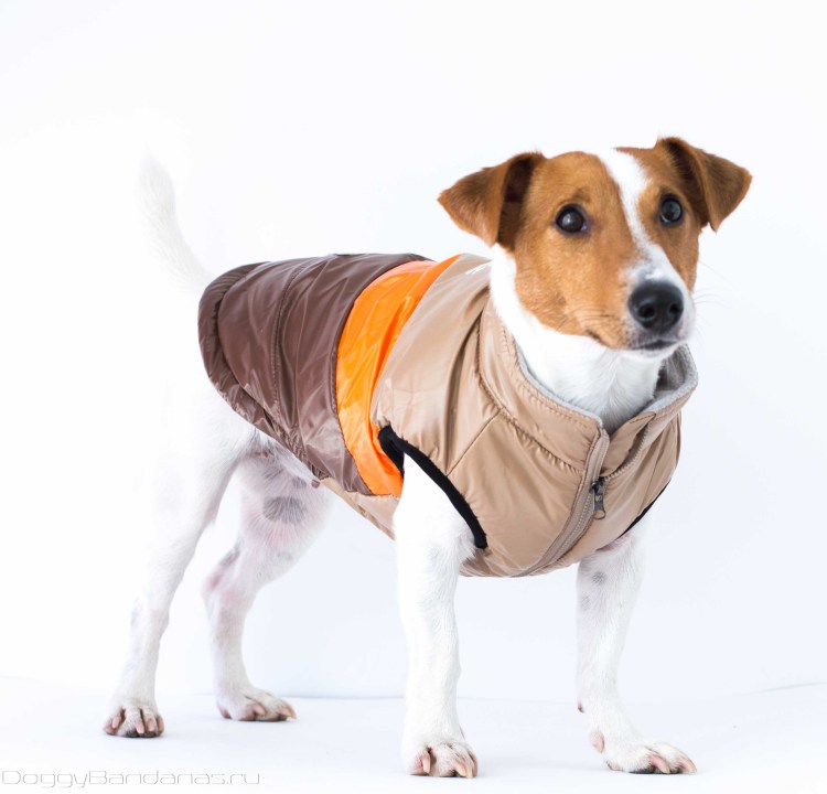 Попона для Джек Рассел терьера