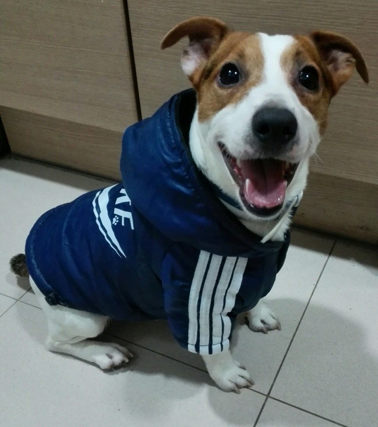 Джек Рассел в костюме