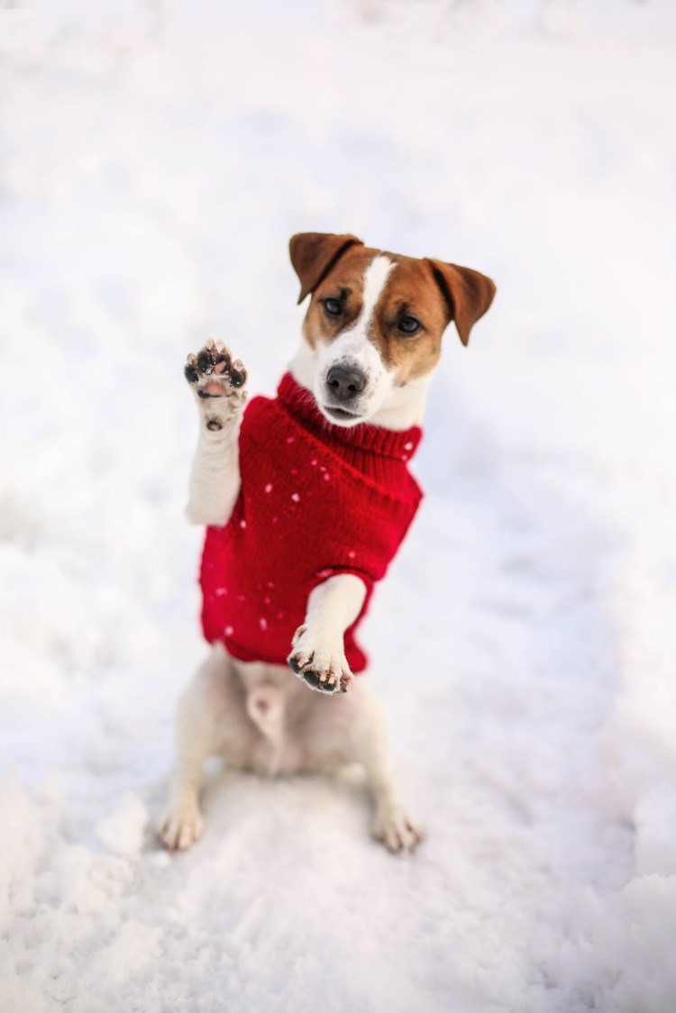 Зимний Джек Рассел терьер