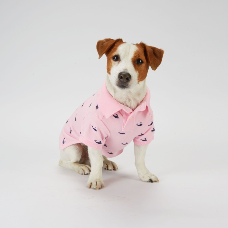 ПЭТ Джек Рассел