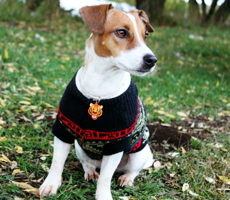 Джек-Рассел-терьер Локи бобо