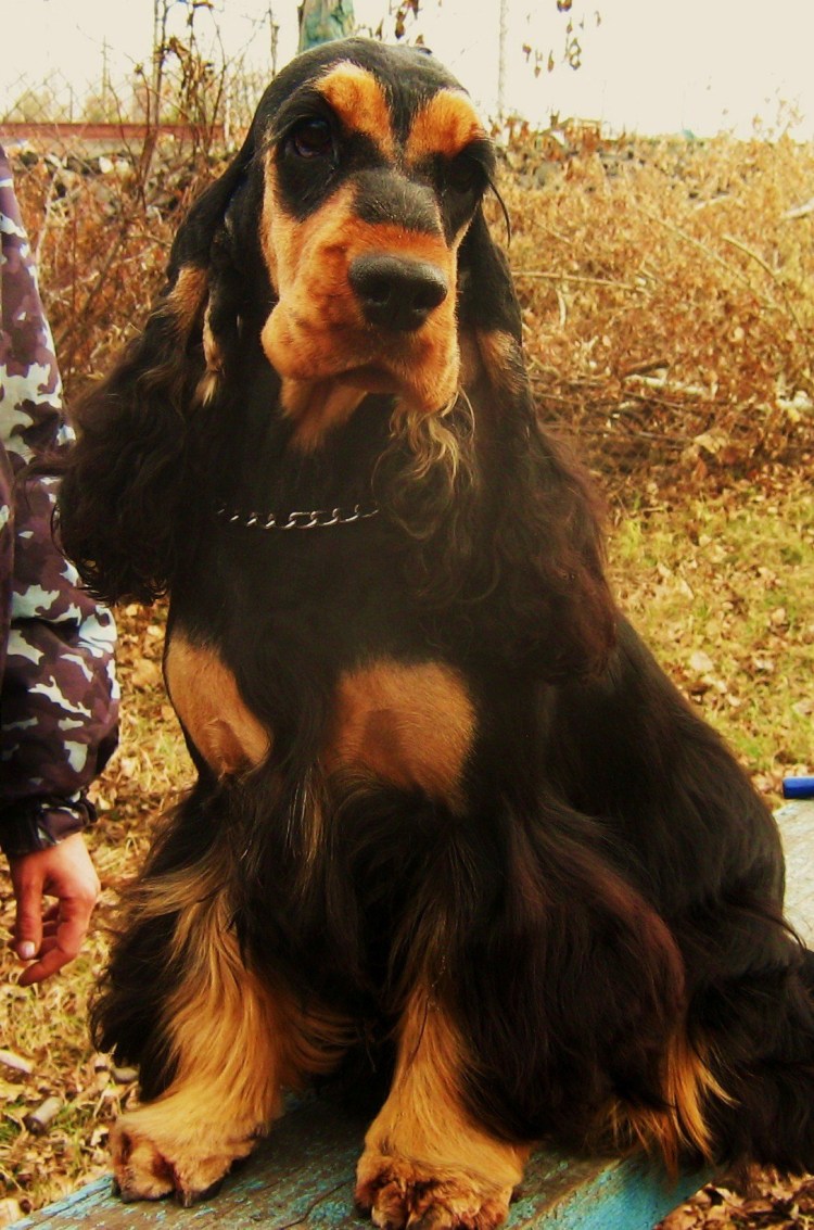 Кокер спаниель черно подпалый