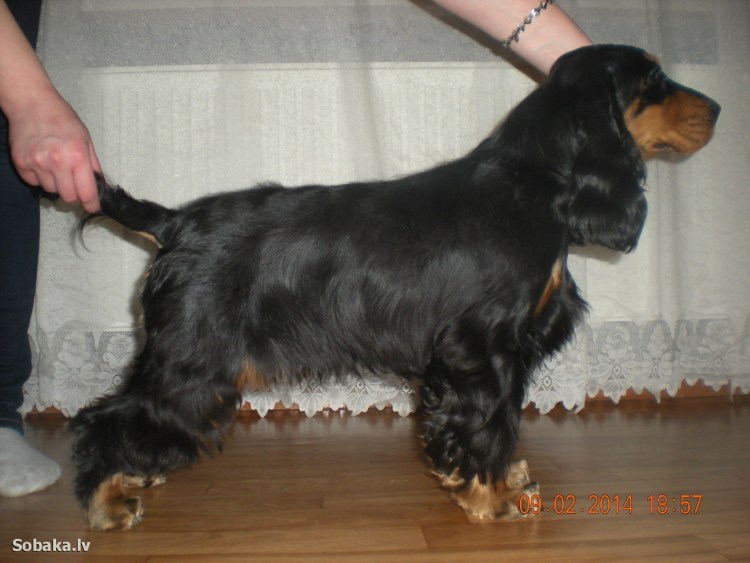 Английский кокер-спаниель