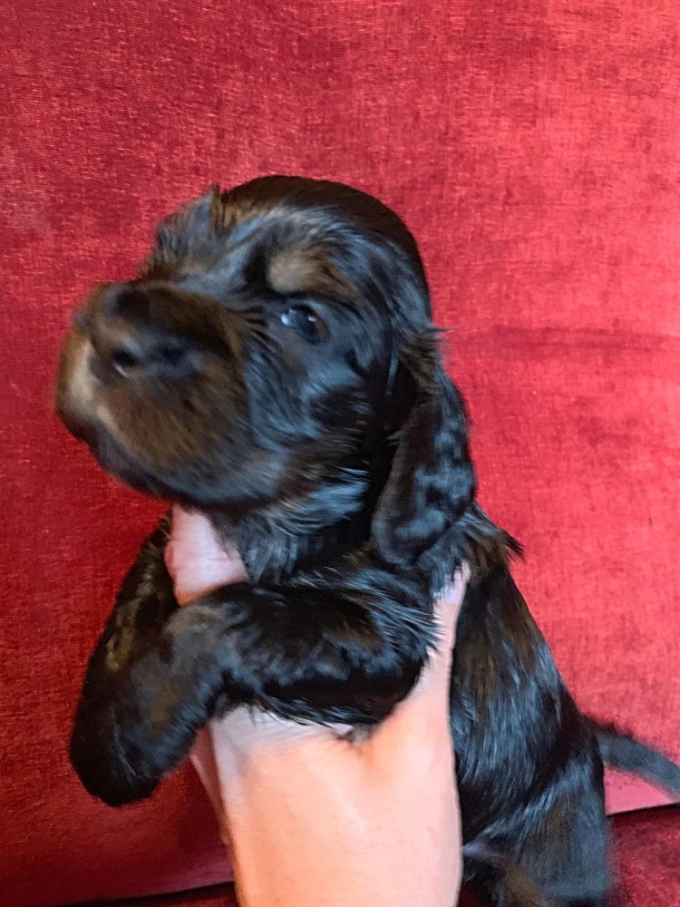 Кокер-спаниель