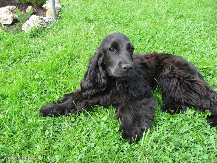 Американский кокер спаниель черный