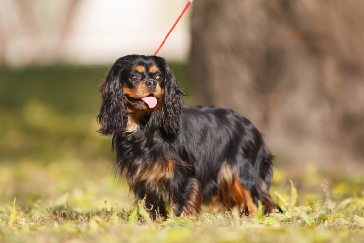 Английский кокер спаниель купить в Москве черно подпалый