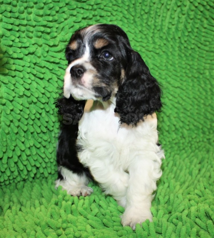 Спаниель английский Пегий